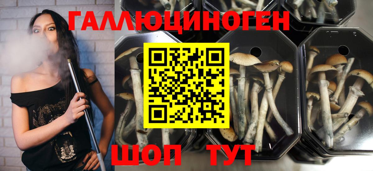 Галлюциногенные грибы Psilocybine cubensis  наркотики  Зима 